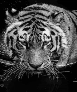 Black And White Tiger In The Water Diamond Paintings