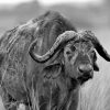 Black And White Buffalo Diamond Paintings