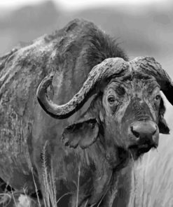 Black And White Buffalo Diamond Paintings