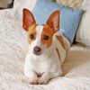 Cute Rat Terrier Diamond Paintings