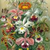 Orchidae Ernst Haeckel Diamond Paintings