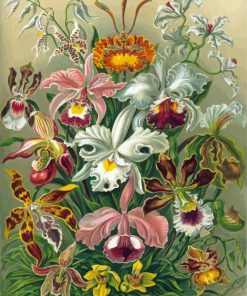 Orchidae Ernst Haeckel Diamond Paintings