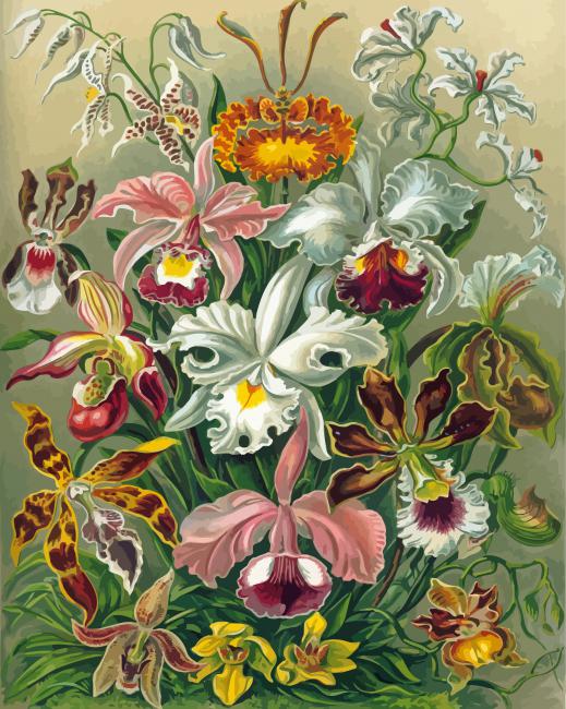 Orchidae Ernst Haeckel Diamond Paintings