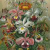 Orchidae Ernst Haeckel Diamond Paintings