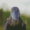 Shoebill Face Diamond Paintings