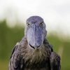 Shoebill Face Diamond Paintings