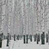 Snowy Winter Aspen Trees Diamond Paintings