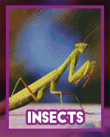 Insects