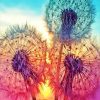 Three Dandelions Sunset Diamond Painting