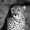 Black And White Cheetah Diamond Painting