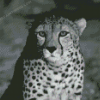 Black And White Cheetah Diamond Painting