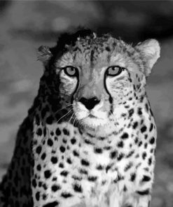 Black And White Cheetah Diamond Painting