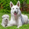 White German Shepherd Diamond Painting