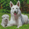 White German Shepherd Diamond Painting