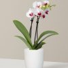 White Orchid Vase Diamond Painting