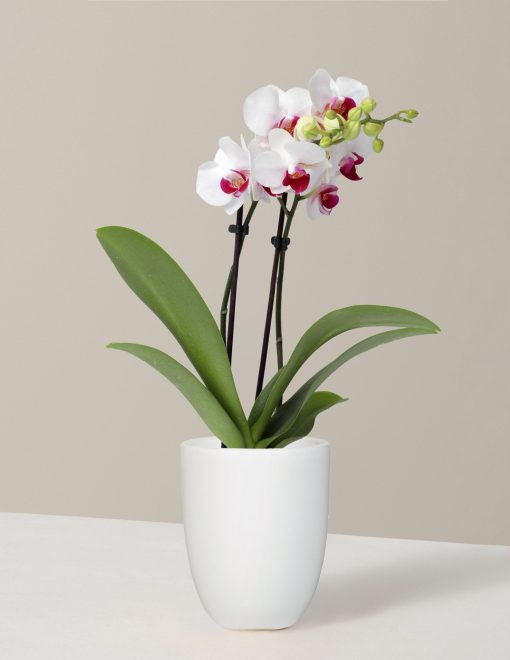 White Orchid Vase Diamond Painting