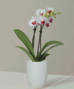 White Orchid Vase Diamond Painting