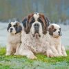 Aesthetic St Bernard Diamond Painting