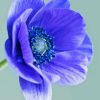 Blue Anemone Diamond Painting