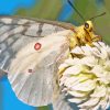 Butterfly On Flower Diamond Painting