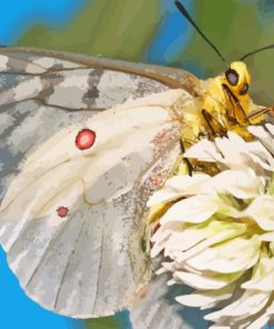 Butterfly On Flower Diamond Painting