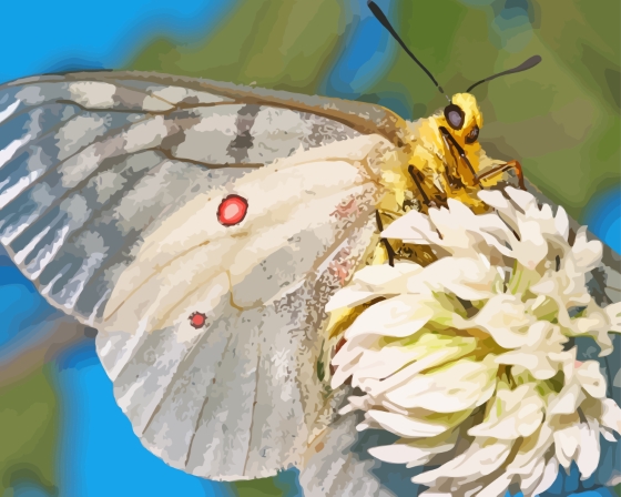 Butterfly On Flower Diamond Painting