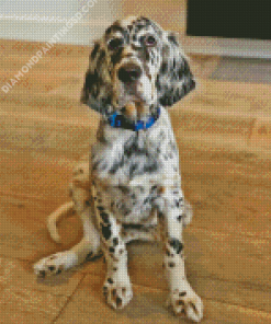 English Setter Dog Diamond Painting