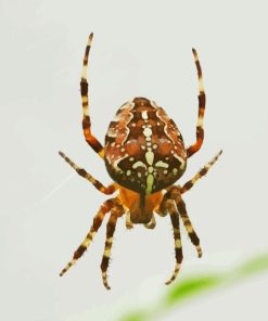 European Garden Spider Araneus Diamond Painting