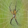 Garden Spider Diamond Painting