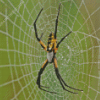 Garden Spider Diamond Painting