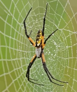 Garden Spider Diamond Painting