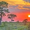 Kruger Park At Sunset Diamond Painting