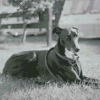 Monochrome Lurcher Dog Diamond Painting