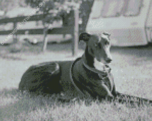 Monochrome Lurcher Dog Diamond Painting