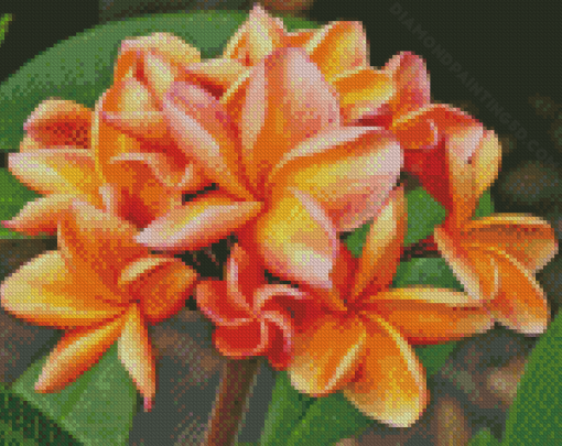 Plumeria Diamond Painting