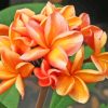 Plumeria Diamond Painting