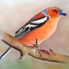 Pinson Bird Diamond Painting