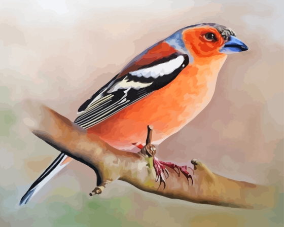 Pinson Bird Diamond Painting