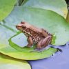 Frog On Lily Pond Diamond Painting