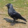 Western Jackdaw Bird Diamond Painting