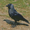 Western Jackdaw Bird Diamond Painting