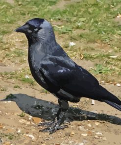 Western Jackdaw Bird Diamond Painting