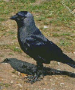 Western Jackdaw Bird Diamond Painting