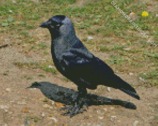 Western Jackdaw Bird Diamond Painting