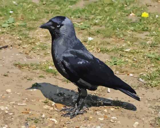 Western Jackdaw Bird Diamond Painting