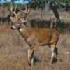 Whitetail Deer Diamond Painting