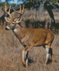 Whitetail Deer Diamond Painting