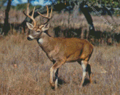 Whitetail Deer Diamond Painting