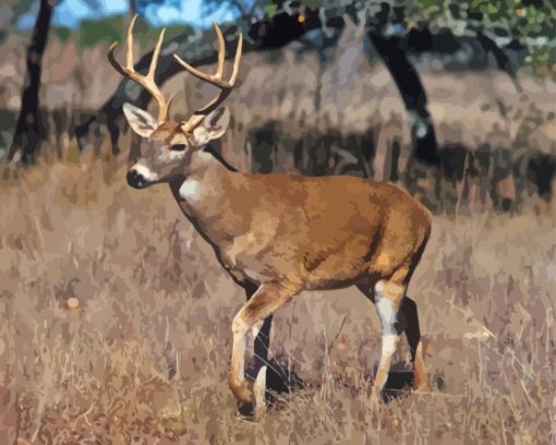 Whitetail Deer Diamond Painting