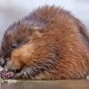 Adorable Muskrat Diamond Painting